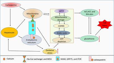 Frontiers | Involvement Of Oxidative Species In Cyclosporine-mediated ...